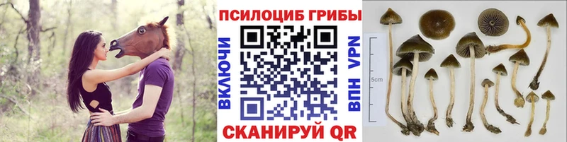 Галлюциногенные грибы Cubensis  Купить  Берёзовка 